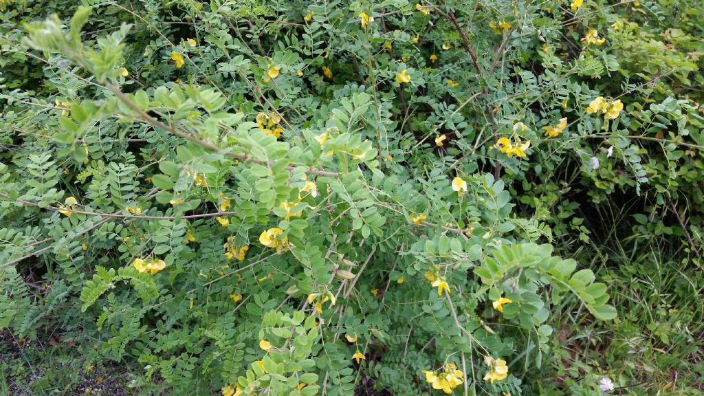 Colutea arborescens  (Fabaceae)